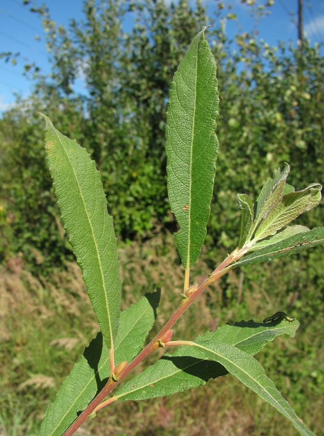 Image of Salix &times; laurina specimen.