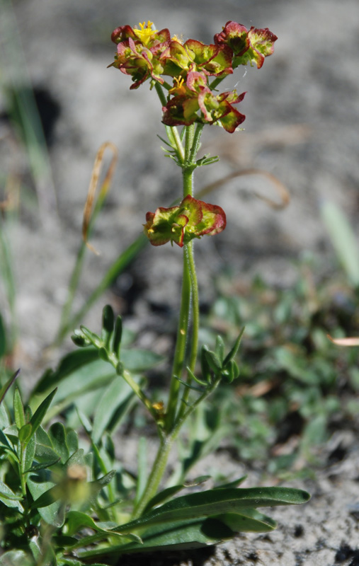 Image of Patrinia sibirica specimen.