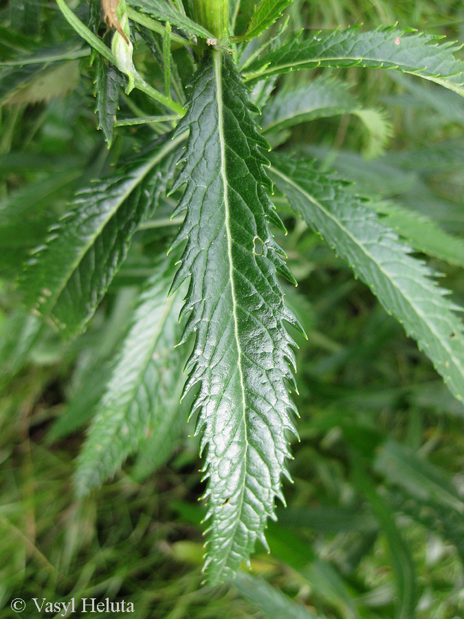 Image of Senecio paludosus specimen.