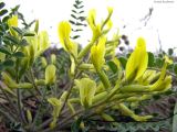 Astragalus longipetalus