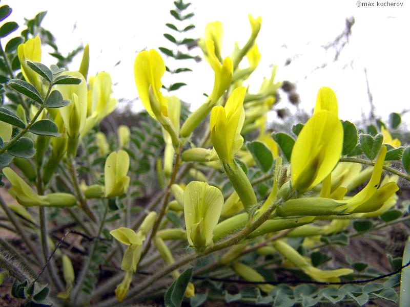 Изображение особи Astragalus longipetalus.