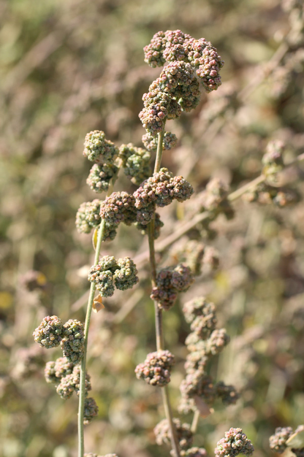 Изображение особи Chenopodium strictum.