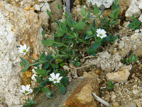 Изображение особи семейство Caryophyllaceae.