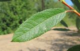 Salix &times; tetrapla