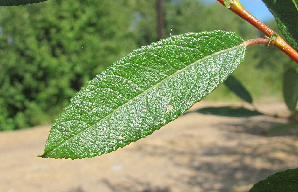 Image of Salix × tetrapla specimen.