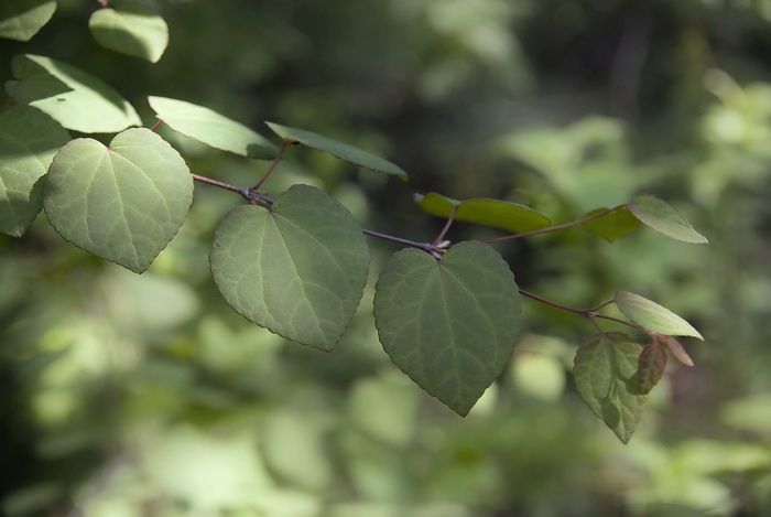 Изображение особи Cercidiphyllum japonicum.