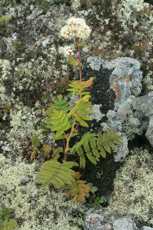 Изображение особи Sorbaria grandiflora.