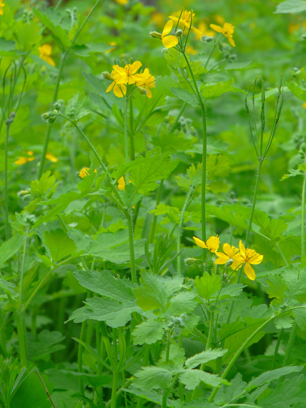 Изображение особи Chelidonium majus.