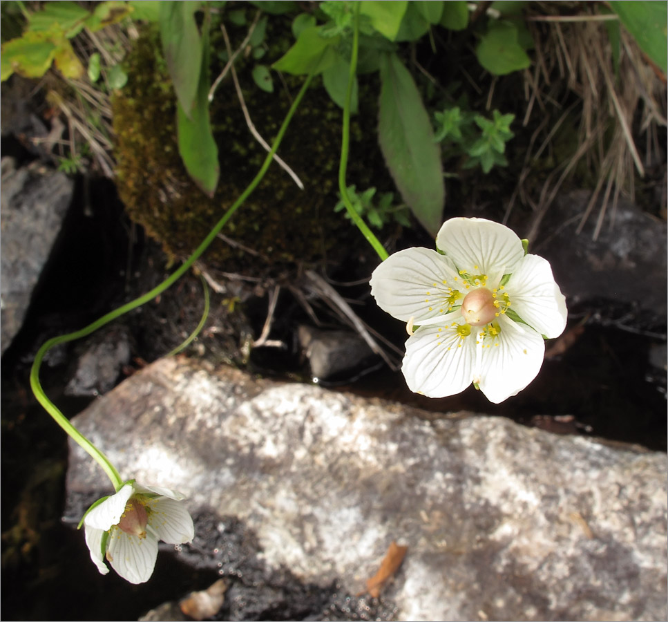 Изображение особи Parnassia palustris.