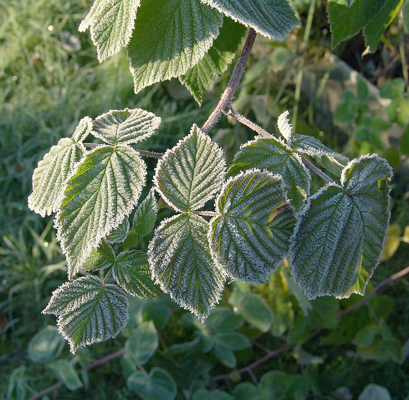 Изображение особи Rubus idaeus.