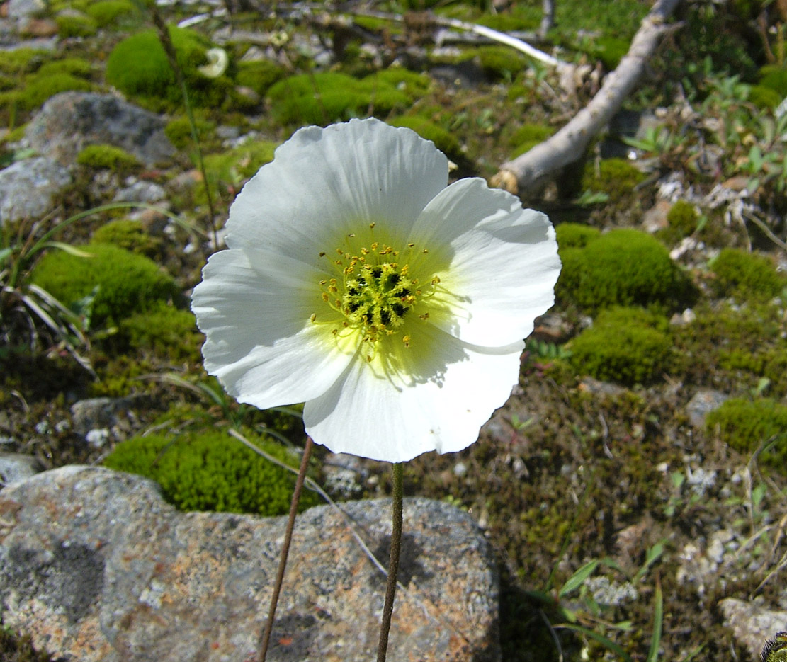 Изображение особи Papaver pseudocanescens ssp. udocanicum.