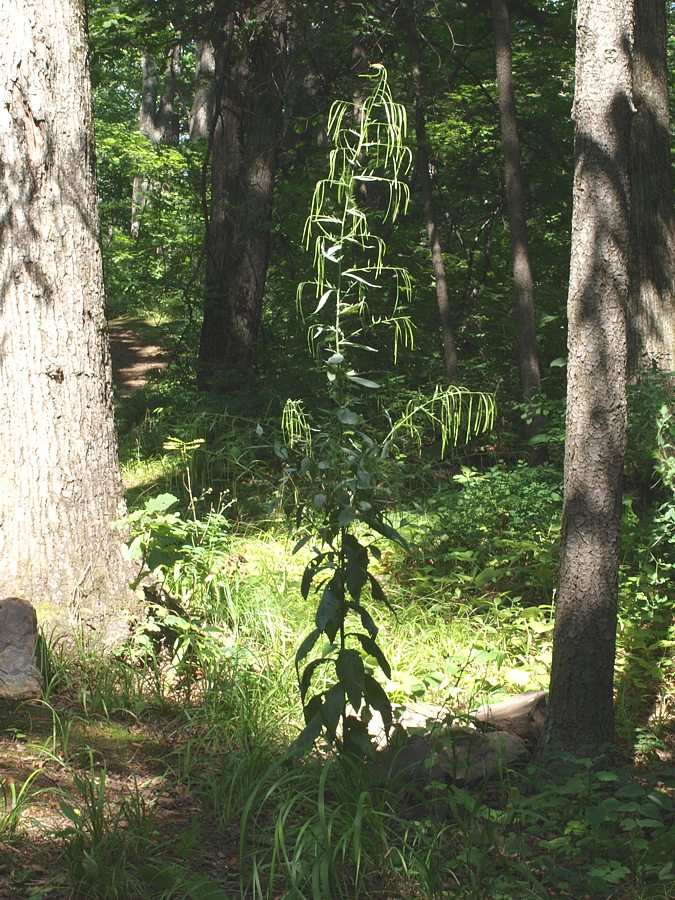 Image of Arabis pendula specimen.