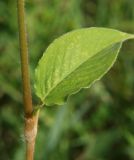 Persicaria pilosa. Узел побега с листом. Приморье, окр. Артёма, Владивостокский аэропорт \"Кневичи\". 24.08.2009.