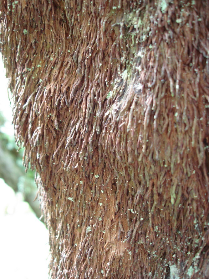 Image of Dicksonia antarctica specimen.