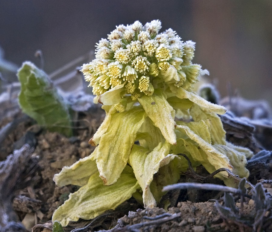 Image of Petasites amplus specimen.