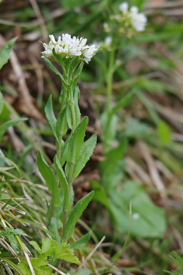 Изображение особи род Arabis.