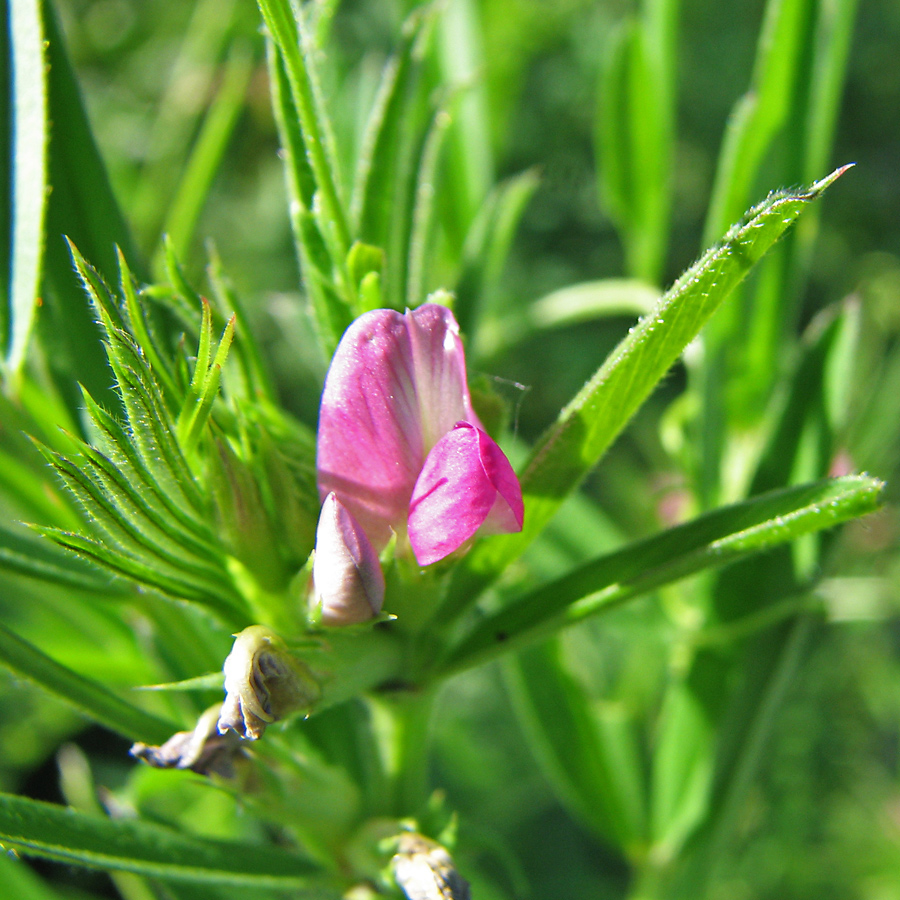 Image of Vicia angustifolia specimen.