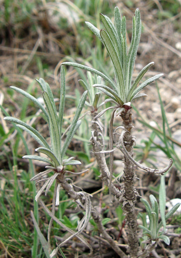 Image of Jurinea stoechadifolia specimen.