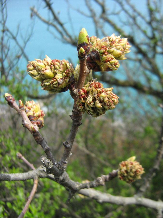 Image of Pistacia mutica specimen.