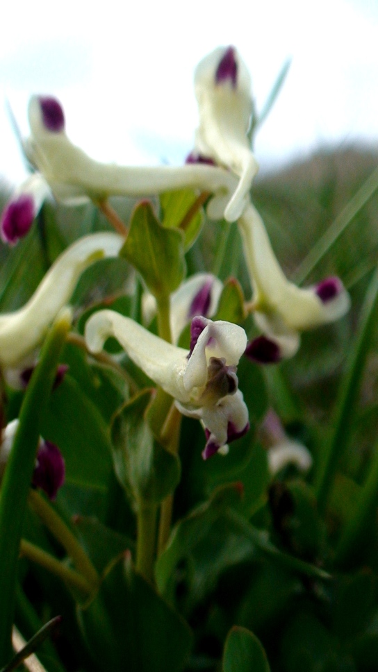 Image of Corydalis erdelii specimen.