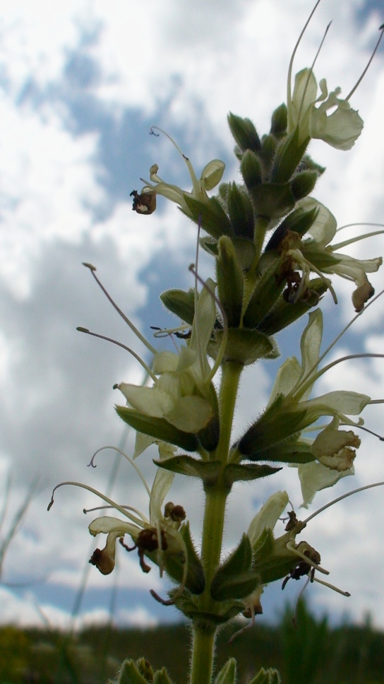 Изображение особи Salvia armeniaca.