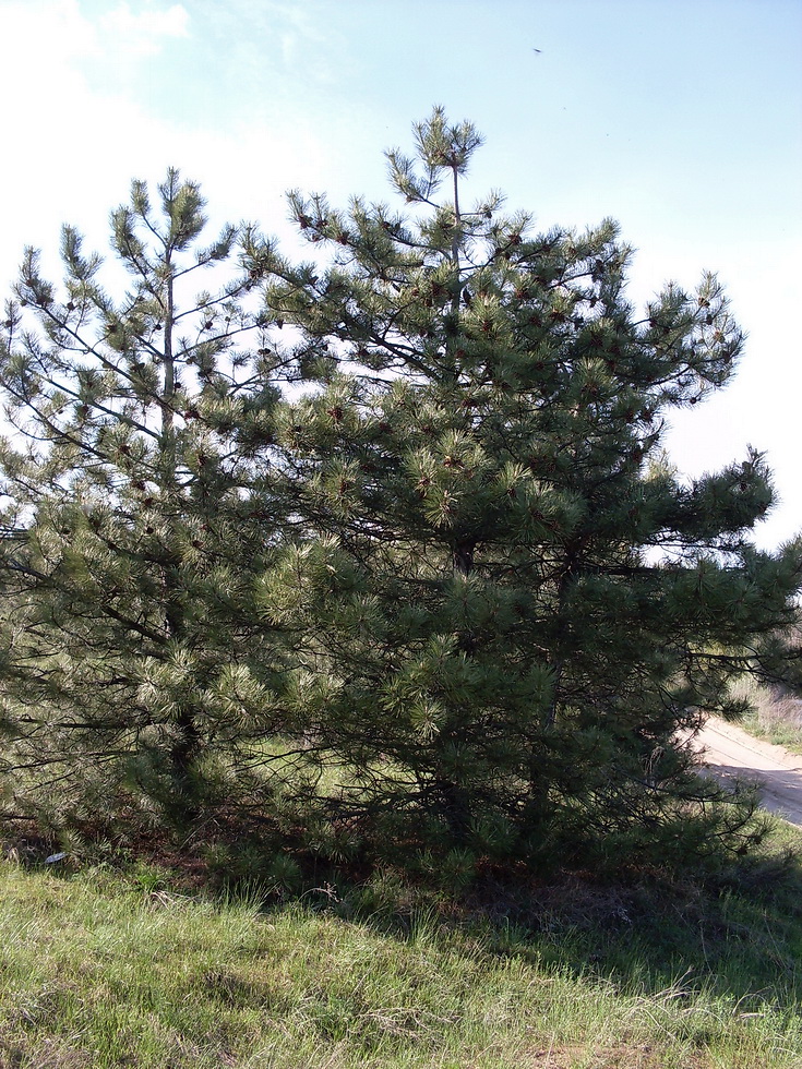 Изображение особи Pinus pallasiana.