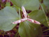 Viola uniflora