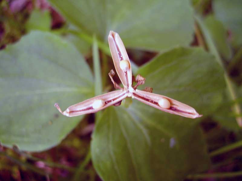 Image of Viola uniflora specimen.