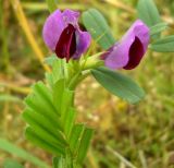 Image of taxon representative. Author is Светлана Чурякова