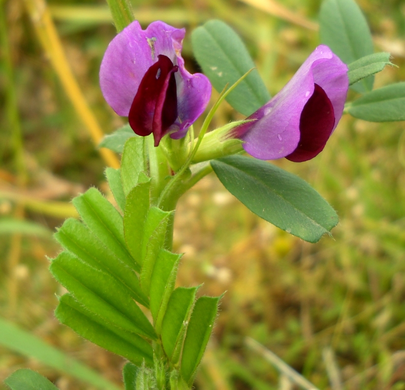 Изображение особи Vicia sativa.