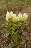 Rhododendron aureum