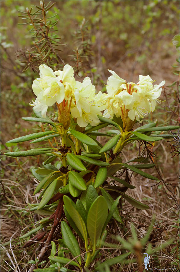 Image of Rhododendron aureum specimen.