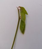Image of taxon representative. Author is Андрей Комраков