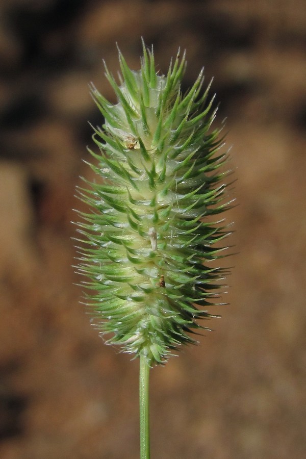 Image of Phleum nodosum specimen.