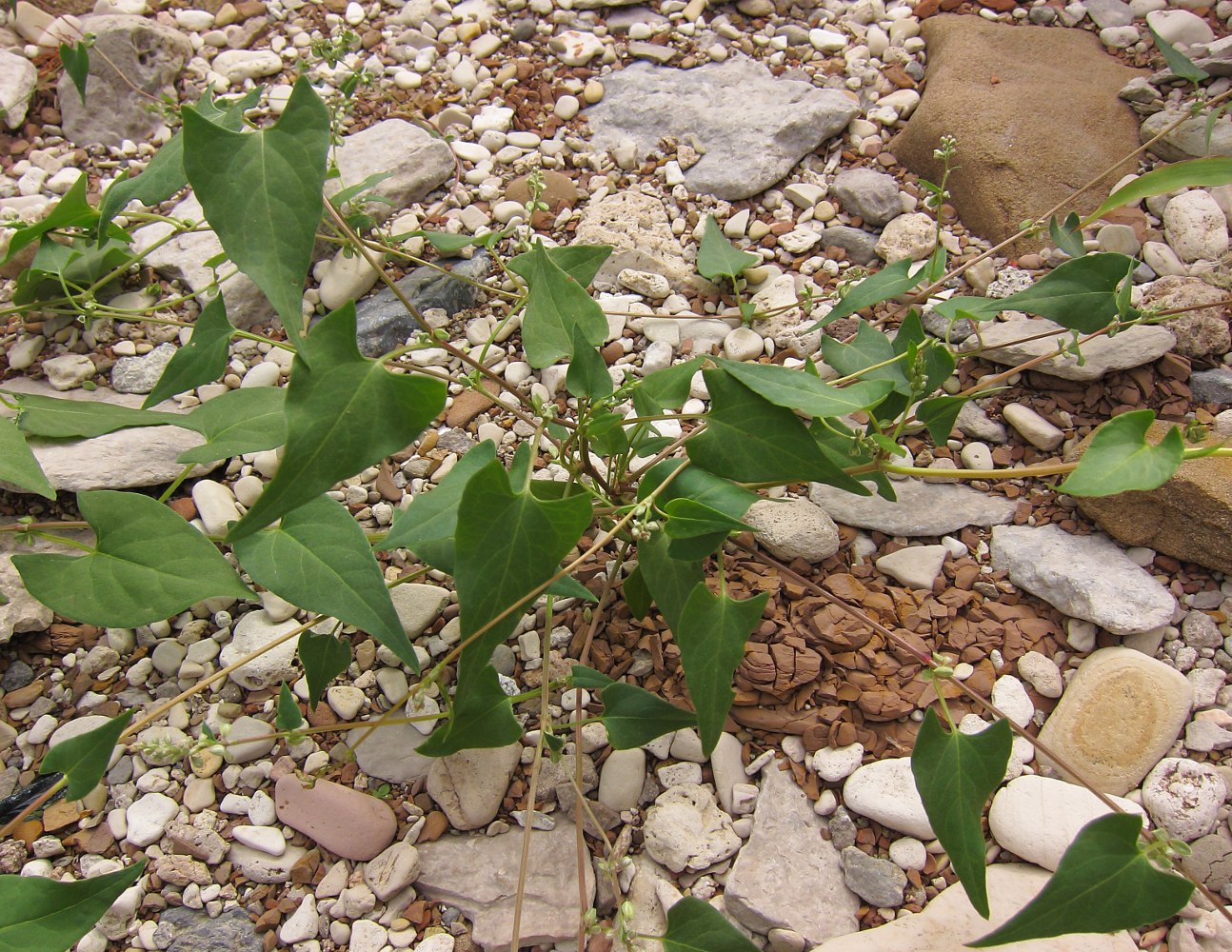 Image of Fallopia convolvulus specimen.