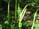 Arum rupicola