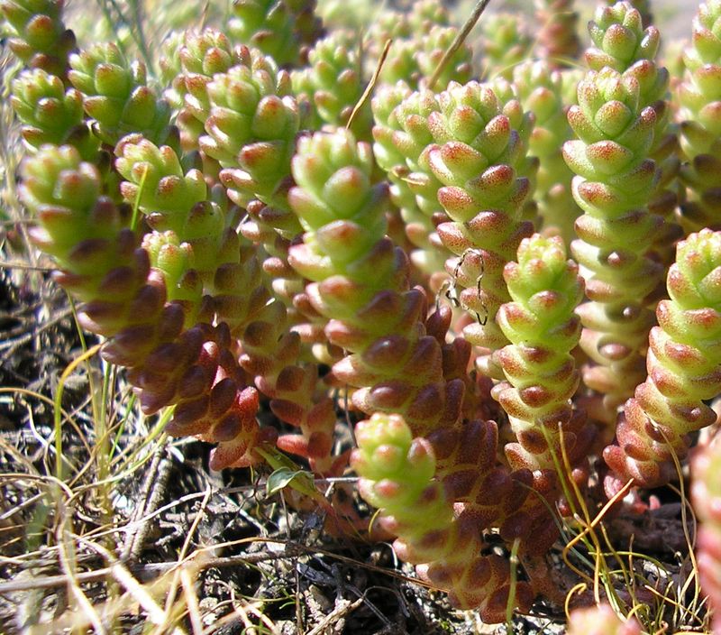 Image of Sedum acre specimen.