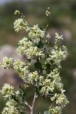 Atraphaxis pyrifolia. Ветка с соцветиями. Южный Казахстан, хр. Боролдайтау, гора Нурбай. 23.04.2012.