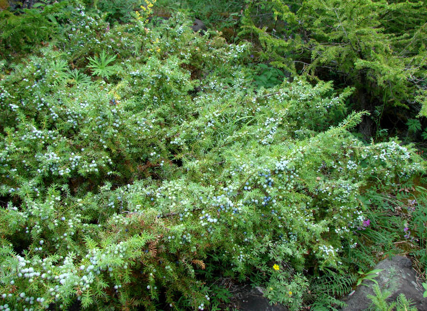 Изображение особи Juniperus sibirica.