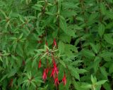 Fuchsia magellanica