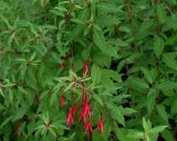 Fuchsia magellanica