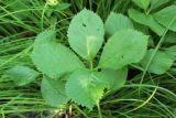 Chloranthus quadrifolius