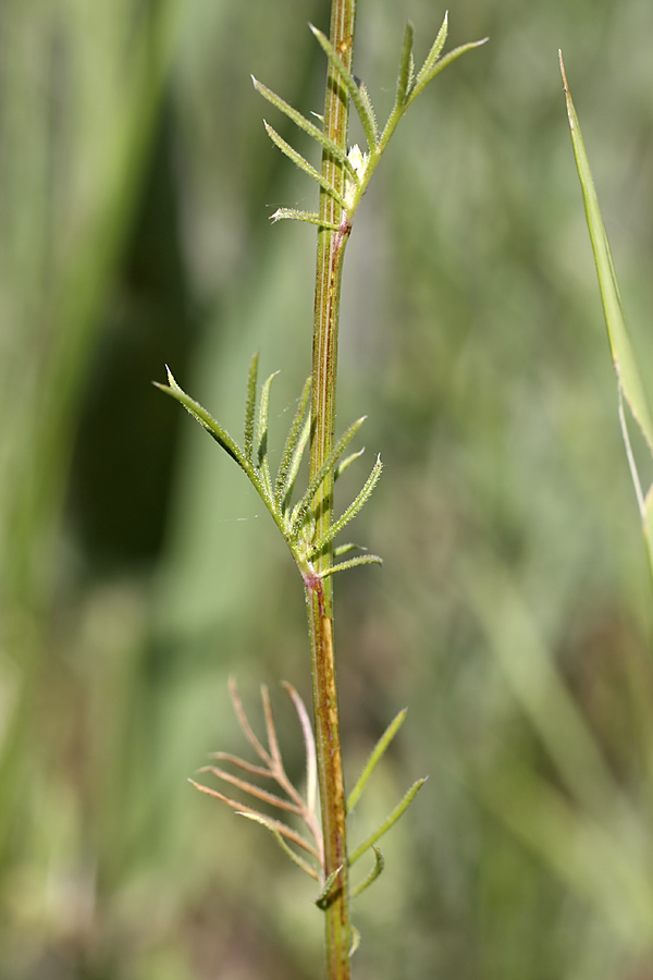 Image of Crupina vulgaris specimen.