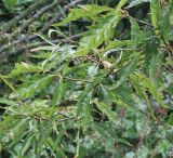 Fagus sylvatica. Ветки с листьями (культивар 'Aspleniifolia'). Нидерланды, г. Venlo, \"Floriada 2012\". 11.09.2012.