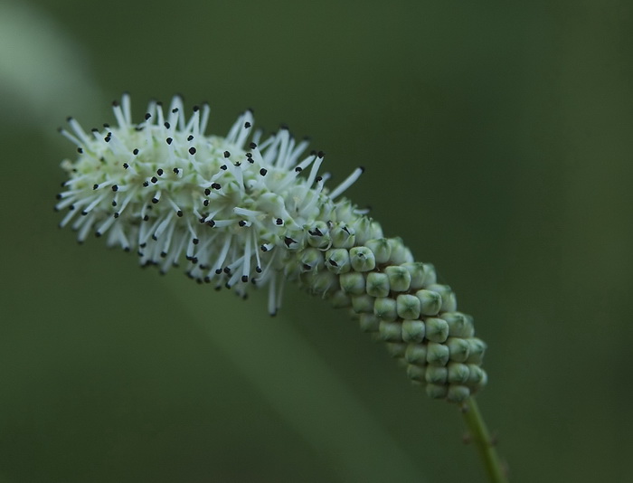 Изображение особи род Sanguisorba.