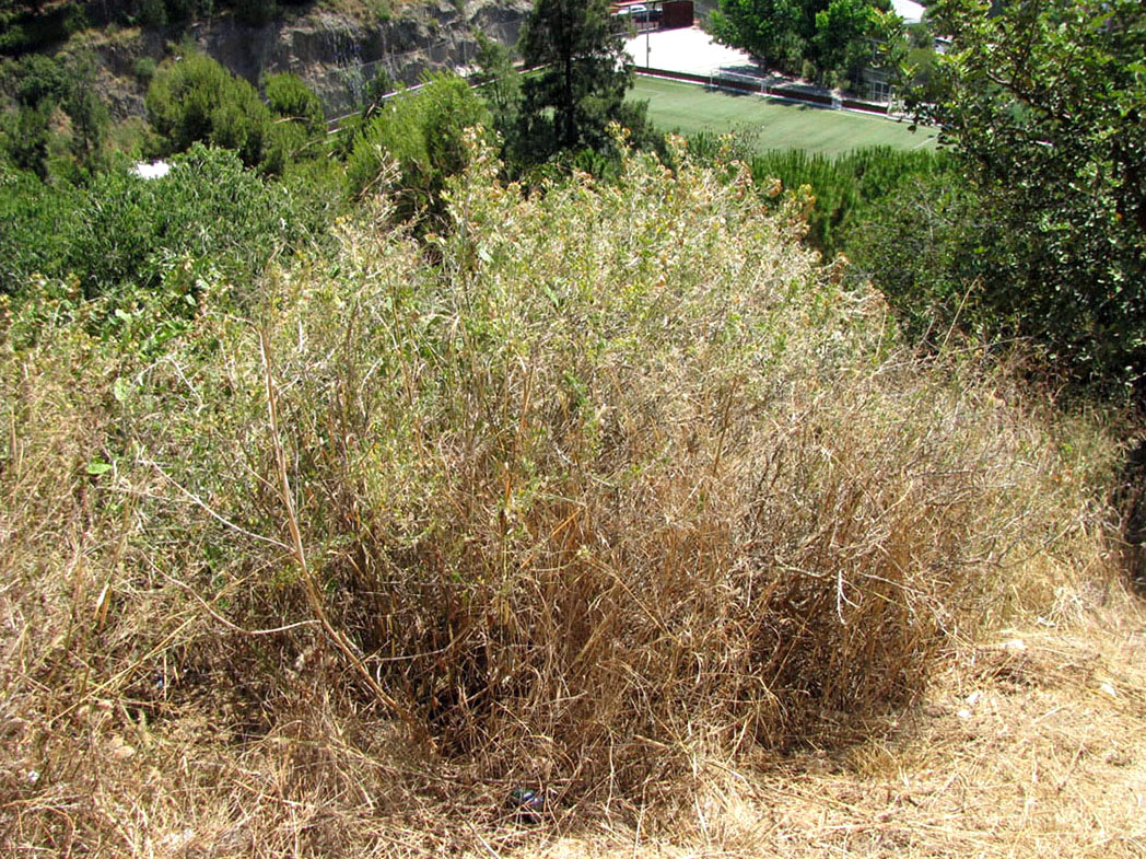 Image of Medicago arborea specimen.