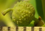 Euphorbia platyphyllos