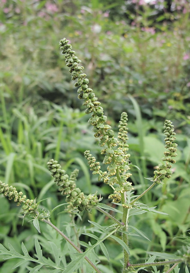 Image of Ambrosia artemisiifolia specimen.