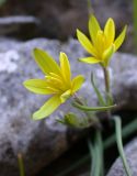 Gagea chlorantha