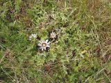 Carlina acaulis